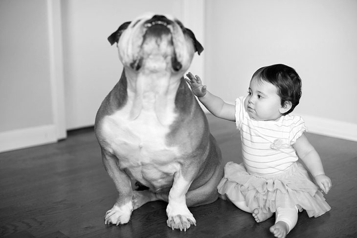 Baby-and-bulldog-family-photography_0008