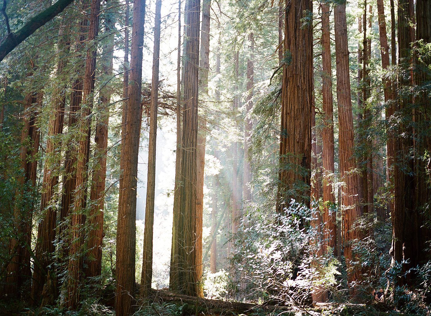 muir-woods-california-film-photography_0009