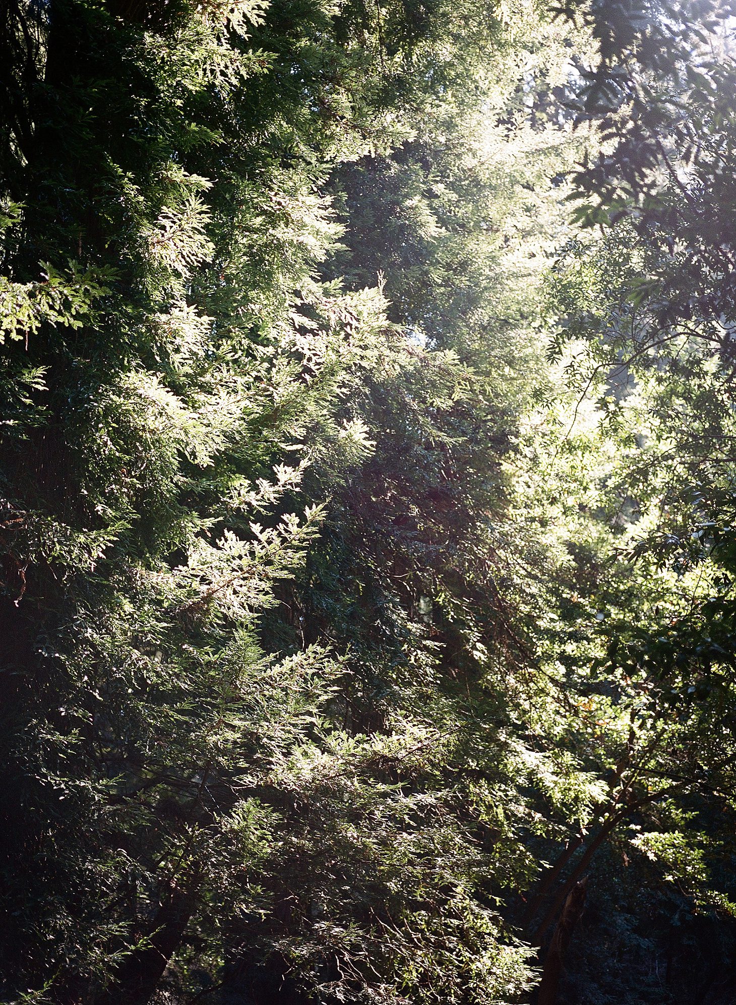 muir-woods-california-film-photography_0010