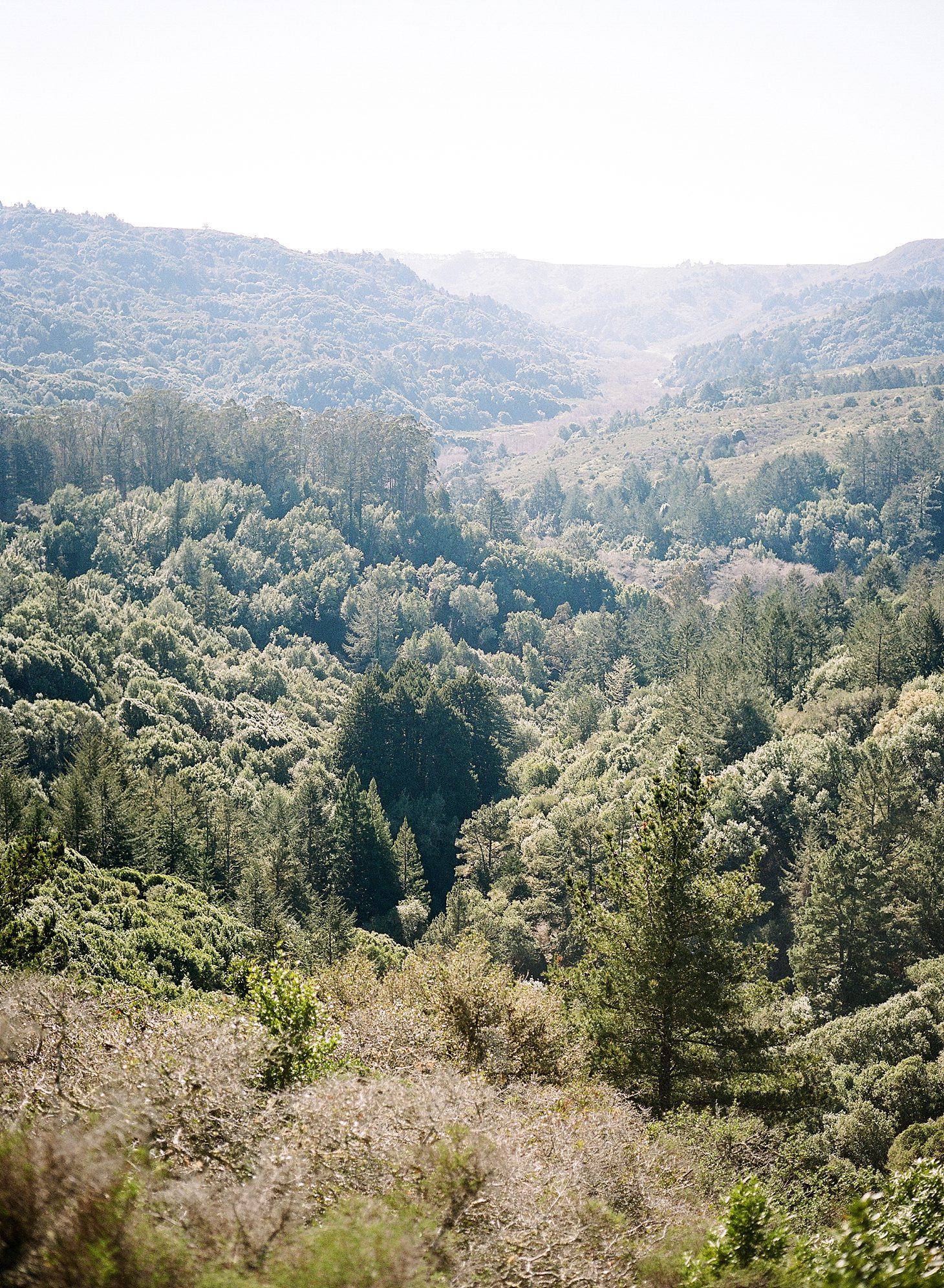 muir-woods-california-film-photography_0013