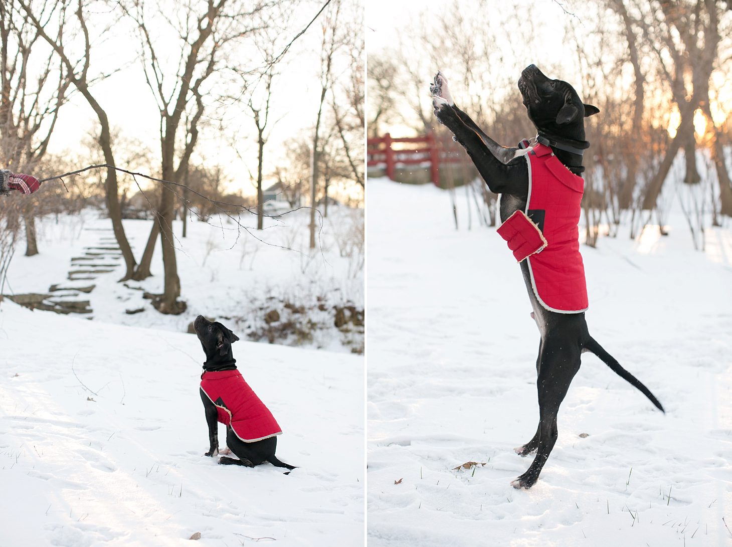Chicago Puppy Mini Session by Christy Tyler Photography_0008