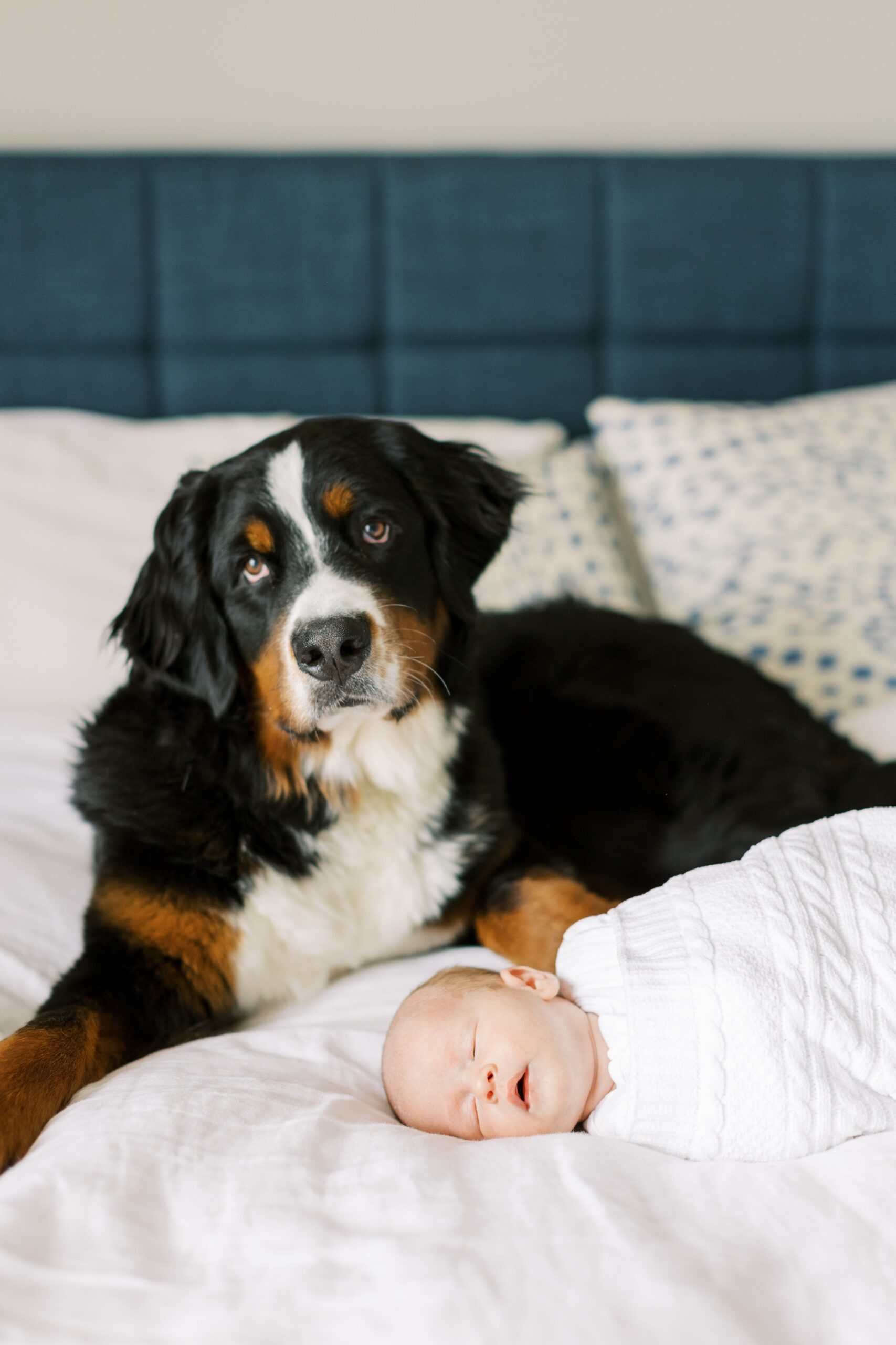 the family dog laid on the bed with the newborn during the family photoshoot