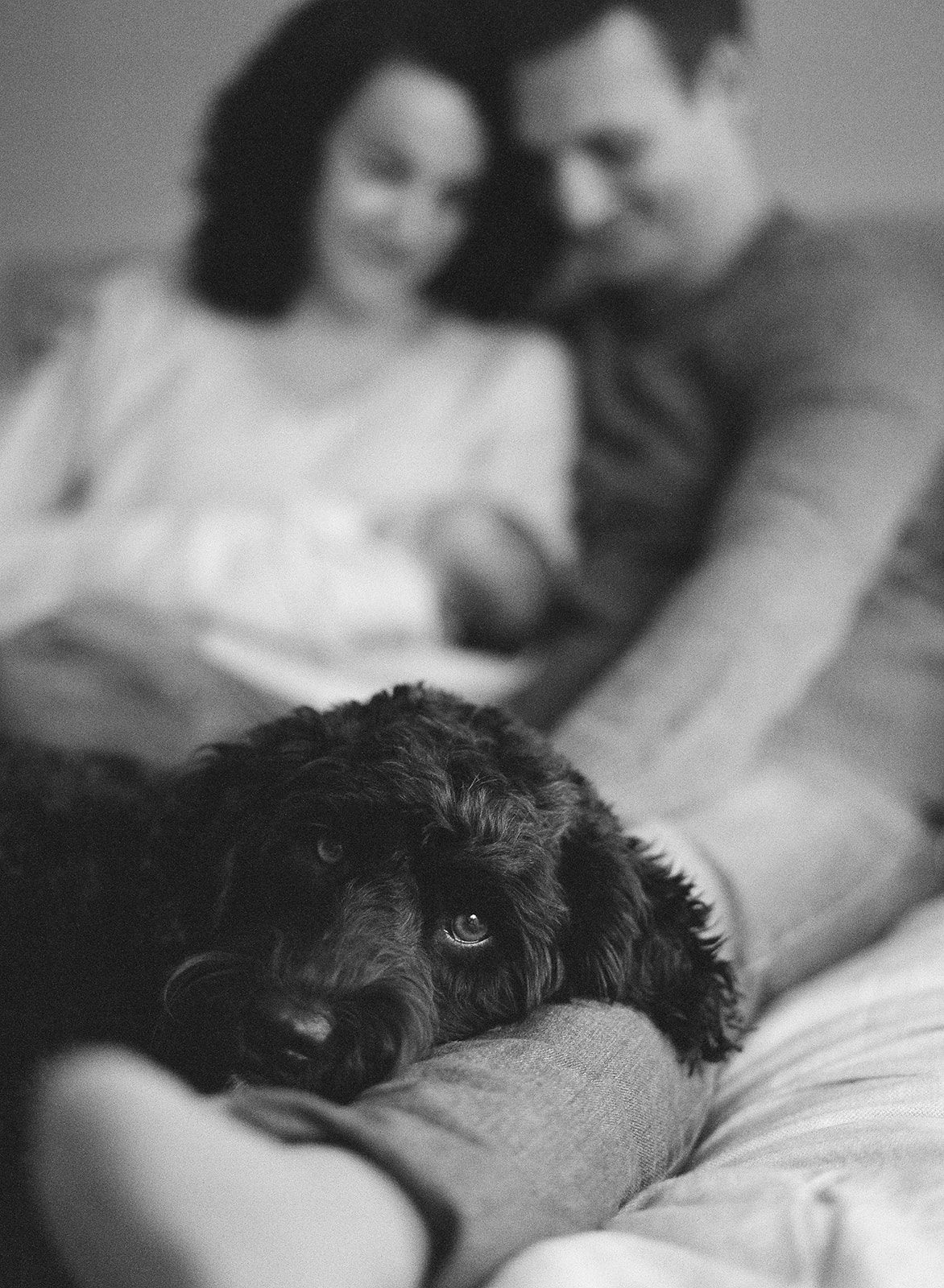dog lays on man and woman's lap during Chicago at-home photoshoot