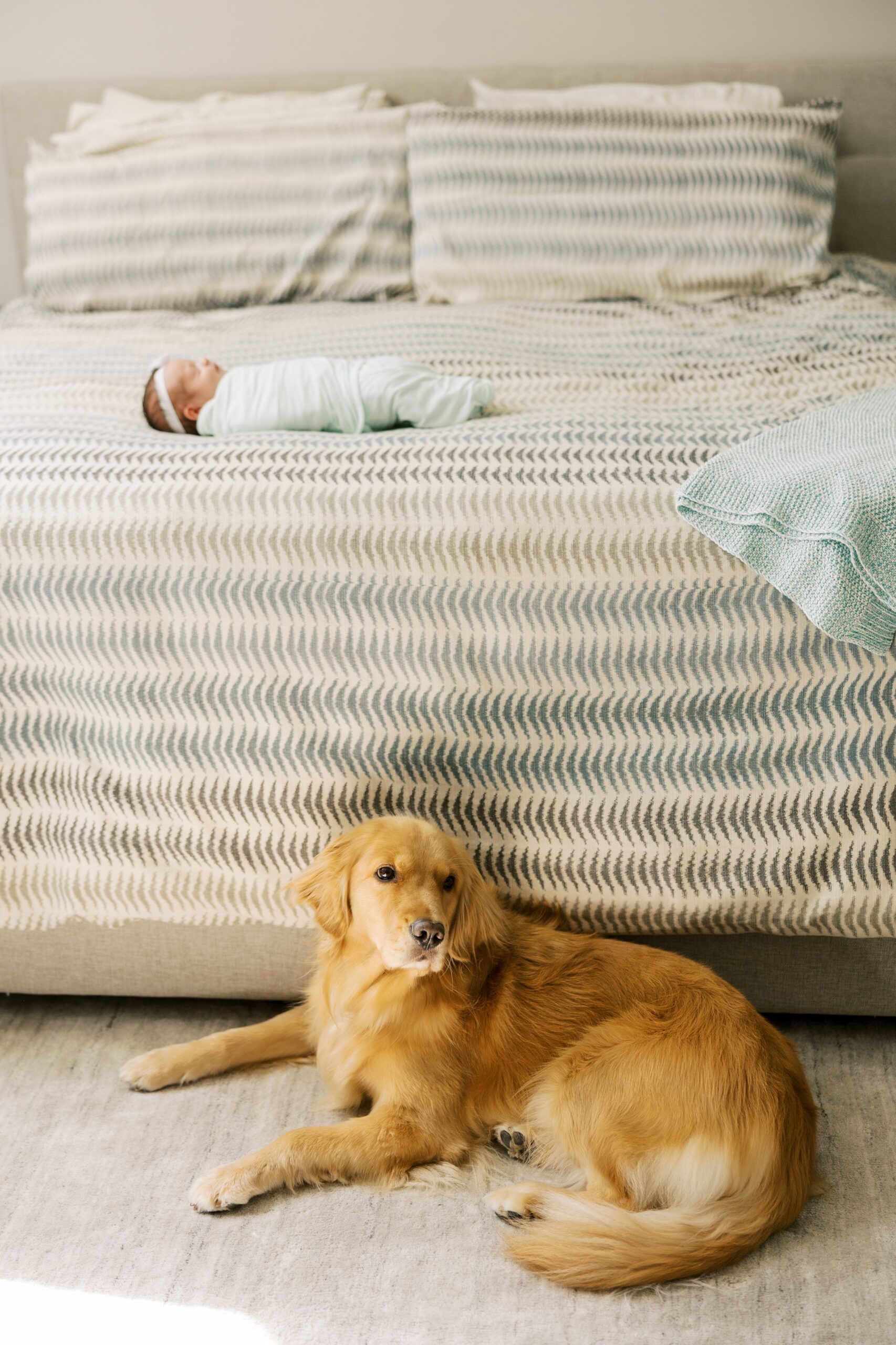 Baby and dog at intimate at home newborn session