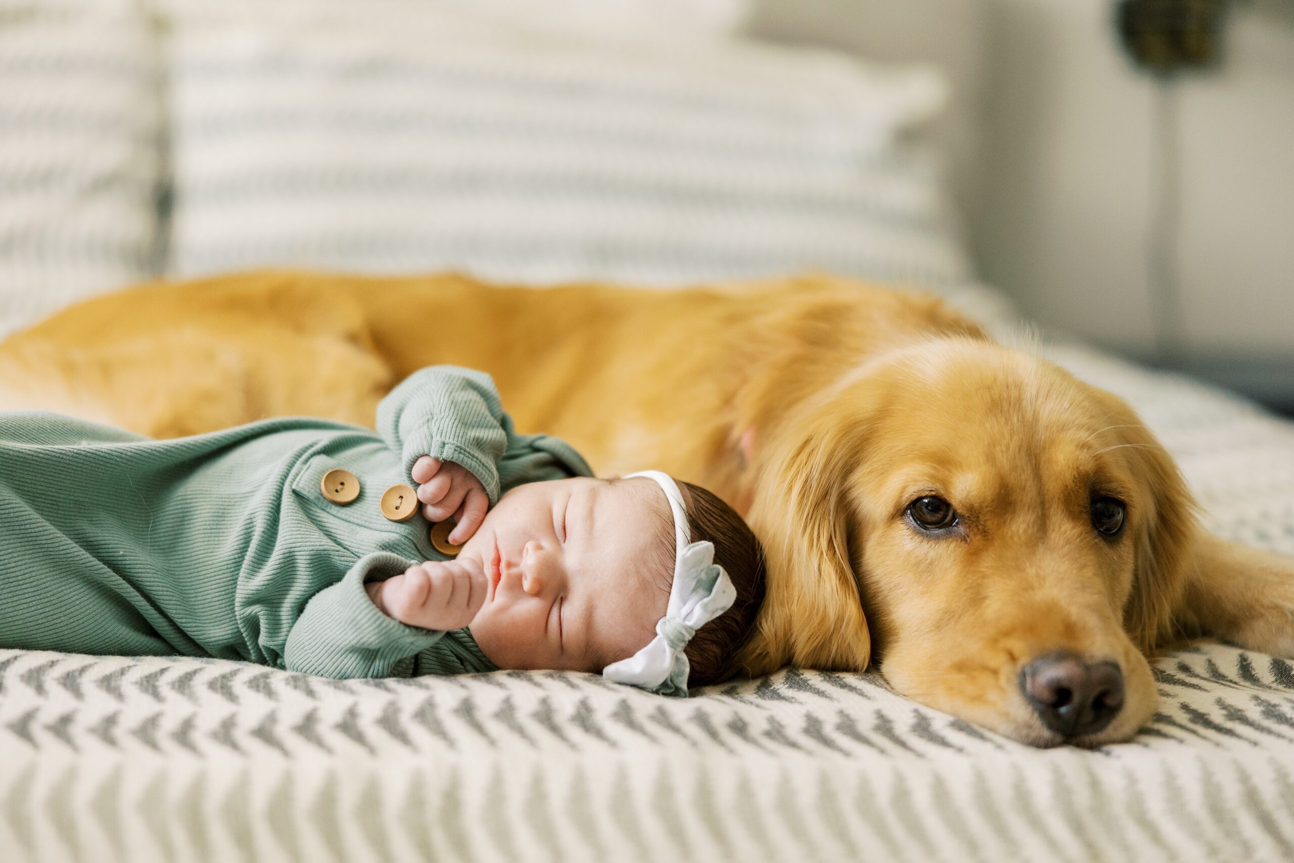 Newborn baby snuggles with Golden Retriever dog during at home newborn session